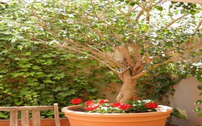 Suitur Courtyard Apartment 7 Suitur Courtyard Apartment 7